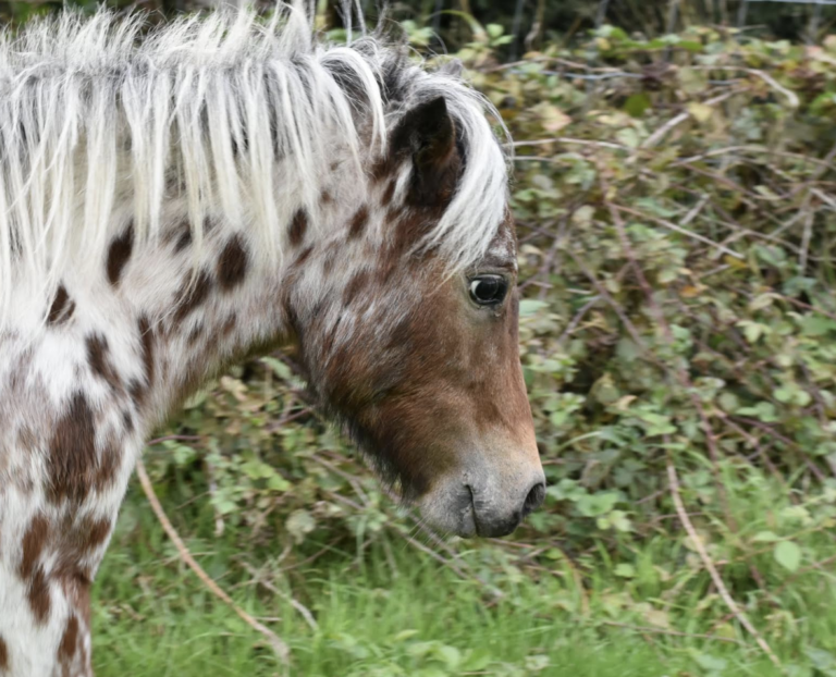 Rare Miniature Horses Stolen From Farm in Police Appeal