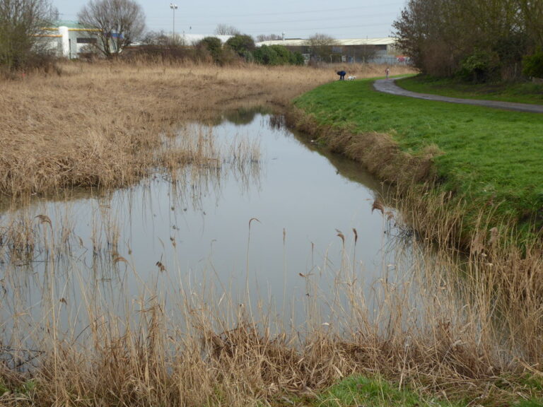 Kent Police Launch Appeal After Ducks Attacked with Catapult