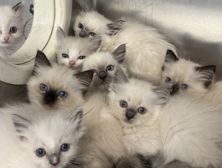78 Ragdoll Cats Rescued from Filthy Home by Animal Welfare Group
