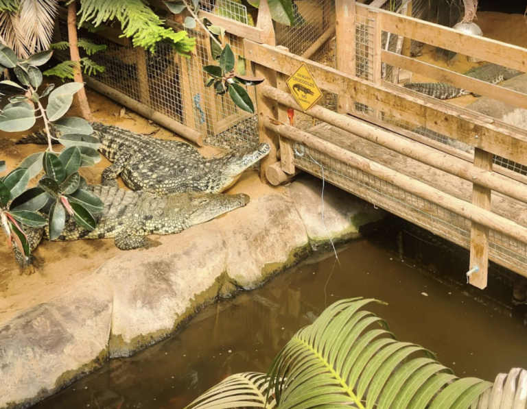 Toddler Thrown Into Crocodile Pit at Zoo