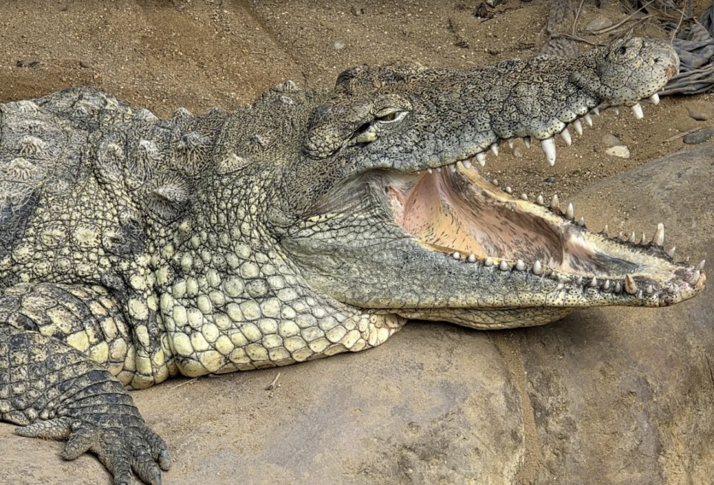 Toddler Thrown Into Crocodile Pit at Zoo