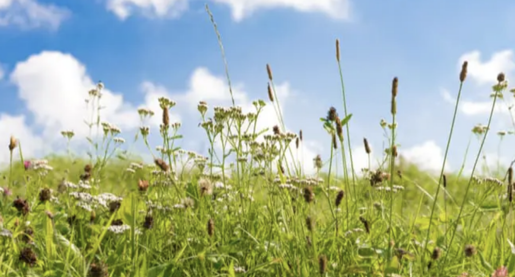 Pollen Bomb Alert as Hay Fever Hits High in 35C Heatwave