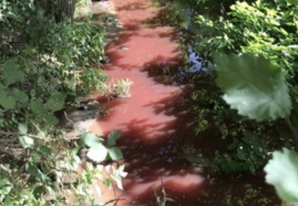 Taylor Wimpey Hit with £300k Fine for Sewage Spill in Sedgefield Stream