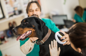UK Government Launches Major Vet Rules Overhaul to Support Pet Owners